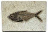 Detailed Fossil Fish (Diplomystus) - Wyoming #327876-1